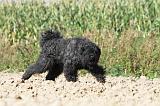 BOUVIER DES FLANDRES 081